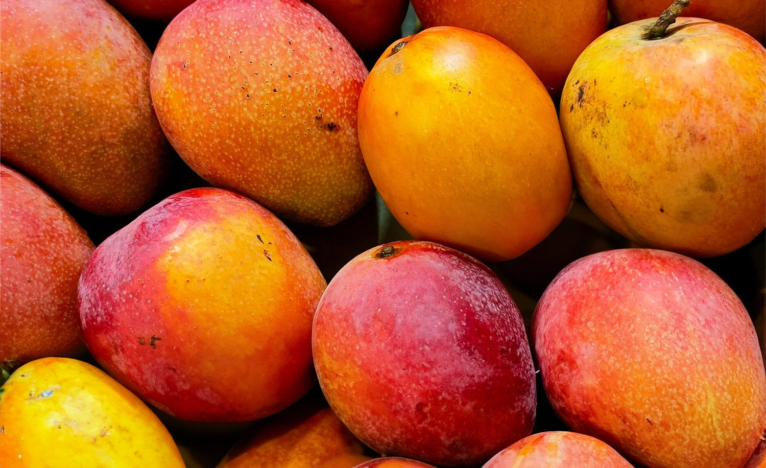 Montego's Favourite Items