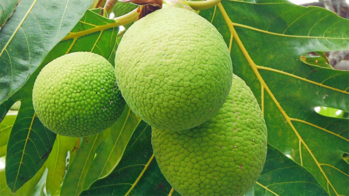 St. Lucia Breadfruit Leaf (20g)