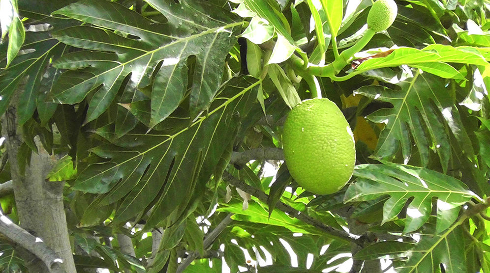 St. Lucia Breadfruit Leaf (20g)