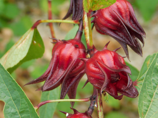 Montego's Fresh Sorrel